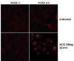 Phospho-Histone H2A.X (Ser139) Antibody in Immunohistochemistry (IHC)