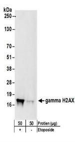 Phospho-Histone H2A.X (Ser139) Antibody in Western Blot (WB)