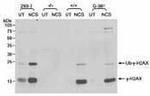 Phospho-Histone H2A.X (Ser139) Antibody in Western Blot (WB)