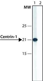 Centrin 1 Antibody in Western Blot (WB)