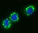 Centrin 1 Antibody in Immunocytochemistry (ICC/IF)