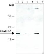 Centrin 1 Antibody in Western Blot (WB)