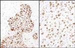 Phospho-MCM2 (Ser41) Antibody in Immunohistochemistry (Paraffin) (IHC (P))