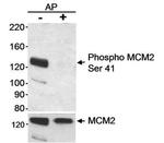 Phospho-MCM2 (Ser41) Antibody in Western Blot (WB)