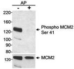 Phospho-MCM2 (Ser41) Antibody in Western Blot (WB)