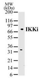 IKK epsilon Antibody in Western Blot (WB)