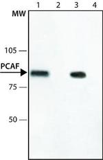 PCAF Antibody in Immunoprecipitation (IP)