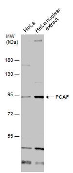 PCAF Antibody in Western Blot (WB)