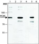 PCAF Antibody in Western Blot (WB)