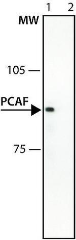 PCAF Antibody in Western Blot (WB)