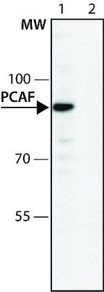 PCAF Antibody in Western Blot (WB)