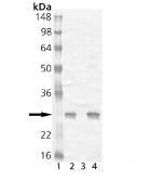HSP25 Polyclonal Antibody