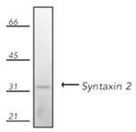 Syntaxin 2 Antibody in Western Blot (WB)