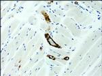 ASAP1 Antibody in Immunohistochemistry (Paraffin) (IHC (P))