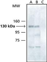ASAP1 Antibody in Western Blot (WB)