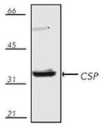 CSP alpha Antibody in Western Blot (WB)