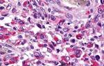 TAAR8 Antibody in Immunohistochemistry (Paraffin) (IHC (P))