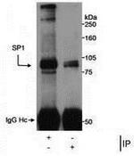 SP1 Antibody in Immunoprecipitation (IP)