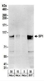 SP1 Antibody in Western Blot (WB)