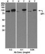 SP1 Antibody in Western Blot (WB)