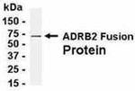 beta-2 Adrenergic Receptor Antibody in Western Blot (WB)