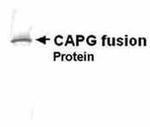 NCAPG Antibody in Western Blot (WB)