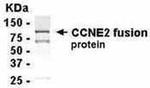 Cyclin E2 Antibody in Western Blot (WB)
