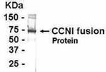 CYR61 Antibody in Western Blot (WB)