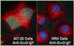 GNAI3 Antibody in Immunocytochemistry (ICC/IF)
