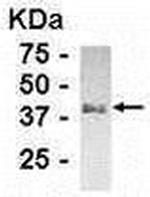 GNAI3 Antibody in Western Blot (WB)