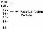 RGS12 Antibody in Western Blot (WB)