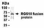 RGS18 Antibody in Western Blot (WB)