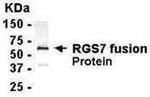 RGS7 Antibody in Western Blot (WB)