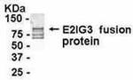 Nucleostemin Antibody in Western Blot (WB)