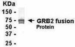 GRB2 Antibody in Western Blot (WB)