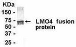 LMO4 Antibody in Western Blot (WB)