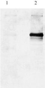 Phospho-PDE4A (Ser152) Antibody in Western Blot (WB)