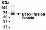 Bcl-xL Antibody in Western Blot (WB)