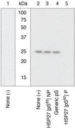 Phospho-HSP27 (Ser82) Antibody in Western Blot (WB)