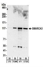 SMARCA3 Antibody in Western Blot (WB)