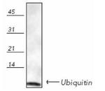 Ubiquitin Antibody in Western Blot (WB)