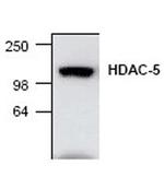 HDAC5 Antibody in Western Blot (WB)