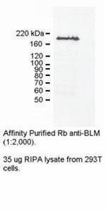 Blooms Syndrome Antibody in Western Blot (WB)