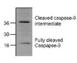 Caspase 9 Antibody in Western Blot (WB)