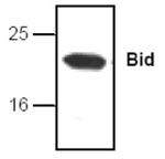 BID Antibody in Western Blot (WB)