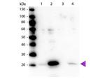 Phospho-MYL12A (Ser19) Antibody in Western Blot (WB)