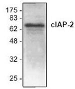 cIAP2 Polyclonal Antibody