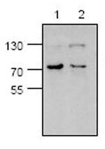 Mu-Calpain Antibody in Western Blot (WB)
