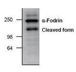 SPTAN1 Polyclonal Antibody