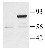RGS3 Polyclonal Antibody